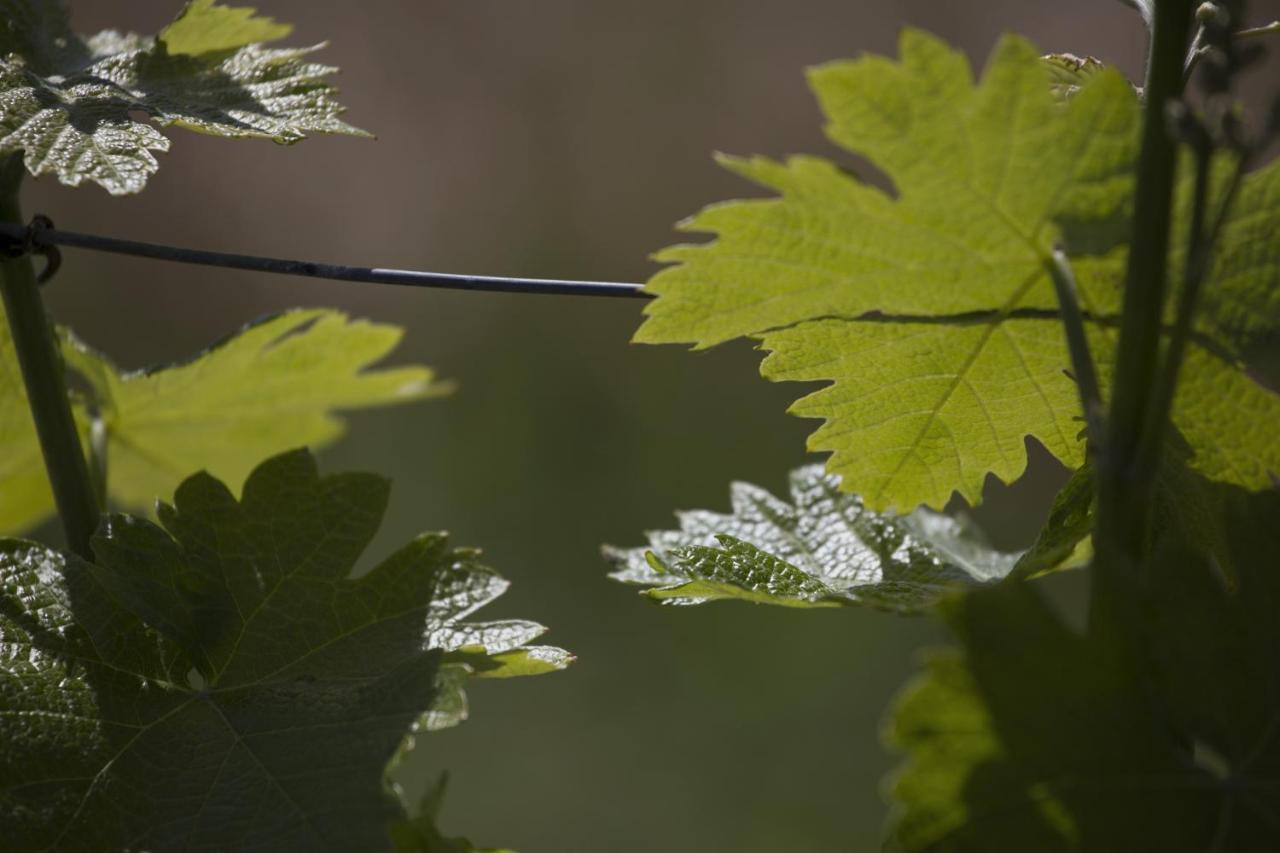 Cascina Marcantonio Acqui Terme Zewnętrze zdjęcie